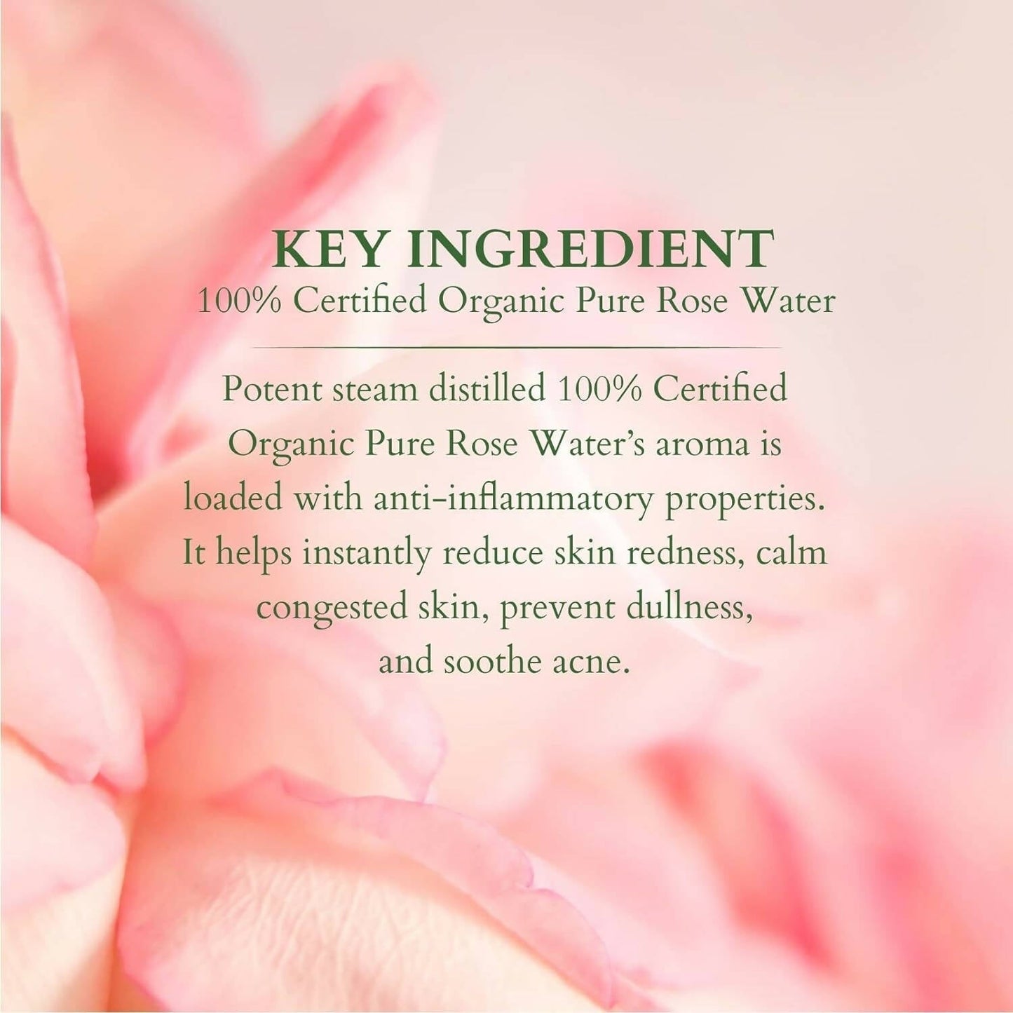 Lotus Organics+ 100% Pure Rose Floral Water