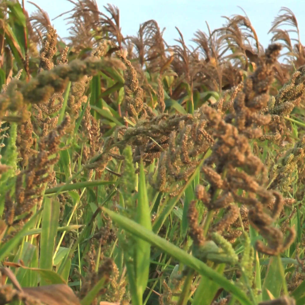 Freshon Barnyard Millet - Organically Grown